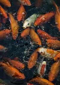 Poszter 21x29,7cm Aranyhalak gyülekeznek a felszínen, Assaf Frank