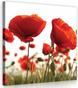 Vászonkép 40x40 Piros pipacsok fehér alapon Virágos tájkép a nappaliba