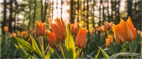 Narancssárga tulipán képe (120x50 cm)