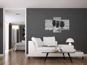 Kép - Skót tehenek (90x60 cm)