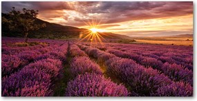 Fotó kép edzett üveg Levendula mező 140x70