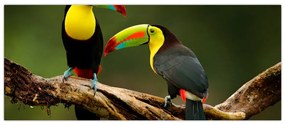 Ülő tukánok képe, Costa Rica (120x50 cm)