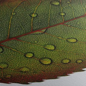 Kép - Rózsalevél (órával) (90x30 cm)