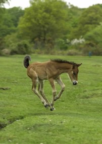 Poszter 42x59,4cm Csikó fut a mezőn, Assaf Frank