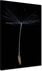 Vászonkép 70x100 Pitypang Virág Virágok