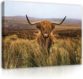 Vászonkép 80x60 Skót felföldi tehén természet tájkép köd hegyek nyugalom