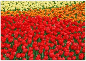 Poszterek 100x70 Pipacsos ártér