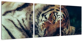 Kép - Szibériai tigris (órával) (90x30 cm)