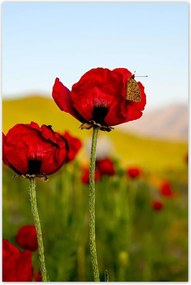 Poszterek 80x120 Piros pipacs Virágok Hegyek