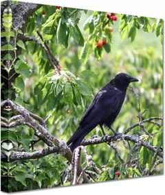 Vászonkép 60x60 Madarak