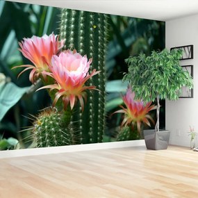 Fotótapéta kaktusz virág 104x70 cm