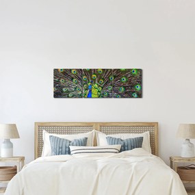 Kép - Páva (órával) (90x30 cm)