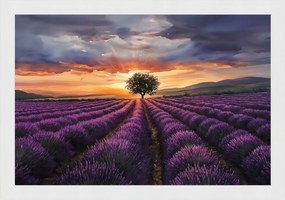 Poszter Keret Fa Levendula Mező Naplemente Provence 60x40