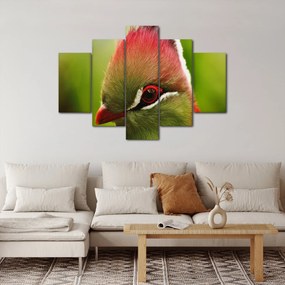 Színes madár képe (150x105 cm)