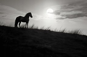 Poszter 86,4x56,8cm Holdőrség