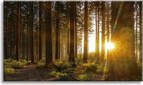 Vászonkép Naplemente Erdő Fák Természet 90x60 cm