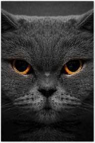 Poszterek 80x120 Méltóságteljes macska