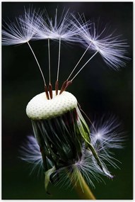 Poszterek 80x120 Pitypang Virág Virágok