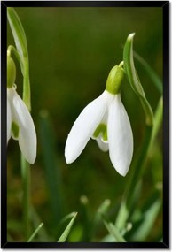 Poszterek keretben 40x60 Hóvirág Virágok