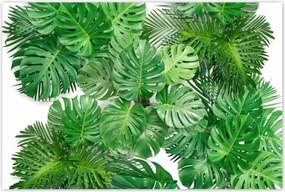 Poszterek 120x80 Monstera Lyukas levelek