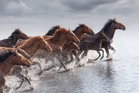 Fotográfia Herd of Wild Horses Running in Water, tunart