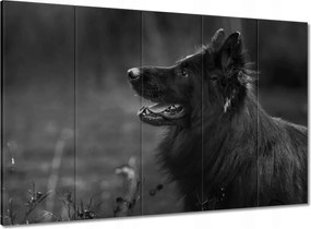 Vászonkép 100x70 Német juhászkutya