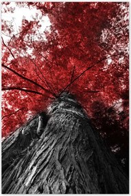 Poszterek 80x120 mamutfenyő Magas fa