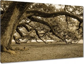 Festmények 120x80 Erőteljes tölgy