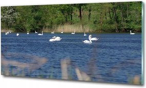 Fotó-kép edzett üveg Fehér hattyúk 100x70