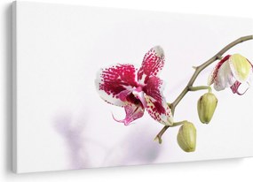 Orchidea virág képe (90x60 cm)