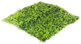 Hawaj Buxus műsövény | 100 x 100 cm