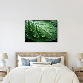 Kép - Részlet levél eső után (90x60 cm)