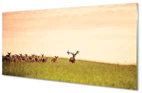 Üvegképek A csorda szarvas mező napfelkelte 125x50 cm