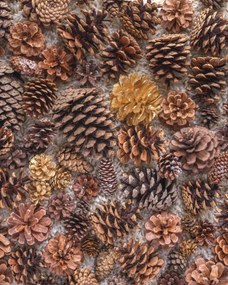 Poszter 40x50cm Fenyőtoboz, Assaf Frank