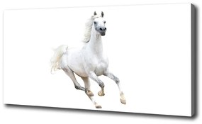 Vászonkép Fehér arab ló oc-99028092