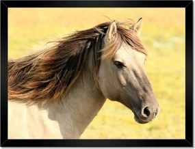 Poszterek keretben 40x30 Lófej