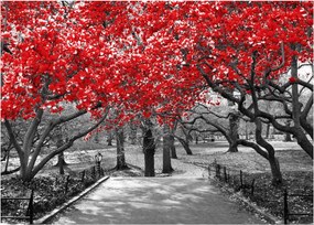 Kép - vörös fák,Central Park, New York (70x50 cm)