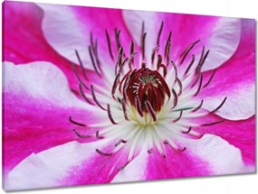 Képek 90x60 Fehér és lila szirmok