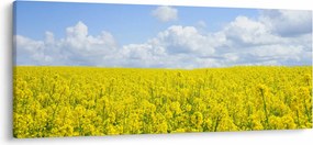 Egy sárga mező képe (120x50 cm)