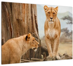 Kép - két oroszlán (üvegen) (70x50 cm)