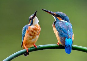 Művészeti fotózás The lovely pair of Common Kingfisher, PrinPrince, (40 x 26.7 cm)