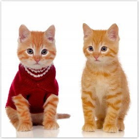 Poszterek 100x100 Cica Cicák