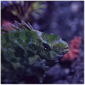 Poszterek 100x100 Tengeri vízi ökoszisztéma