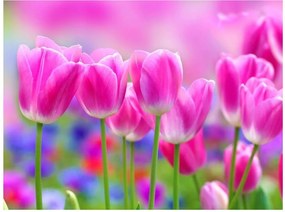 Fotótapéta tulipán virágok fotótapéta 208 x 146