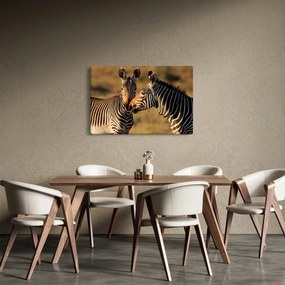 Kép - Két zebra (90x60 cm)