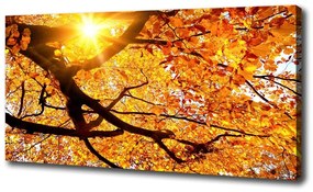 Egyedi vászonkép Korona őszi fák oc-89060594