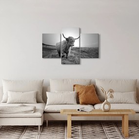 Kép - Skót tehén, fekete-fehér (90x60 cm)