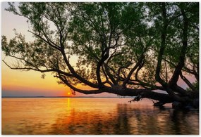 Poszterek 155x105 Fa Levelek Tó