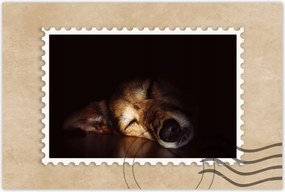 Poszterek 90x60 Kutya fekszik a padlón