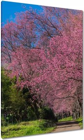 Vászonkép 70x100 Virágzó cseresznye